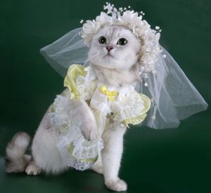 � �������� �������� ������� �� ����� �����